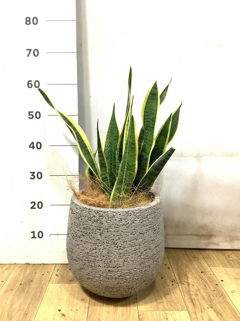 サンスベリア 6号 | 観葉植物 | インテリアやギフトに - Hitohana