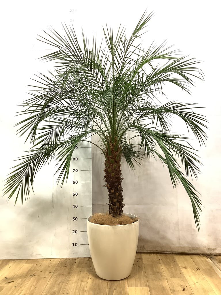 フェニックスロベレニー | 観葉植物の通販ならHitoHana（ひとはな）