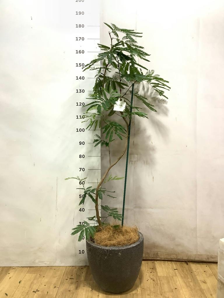 エバーフレッシュ 6号 | 観葉植物の通販ならHitoHana（ひとはな）