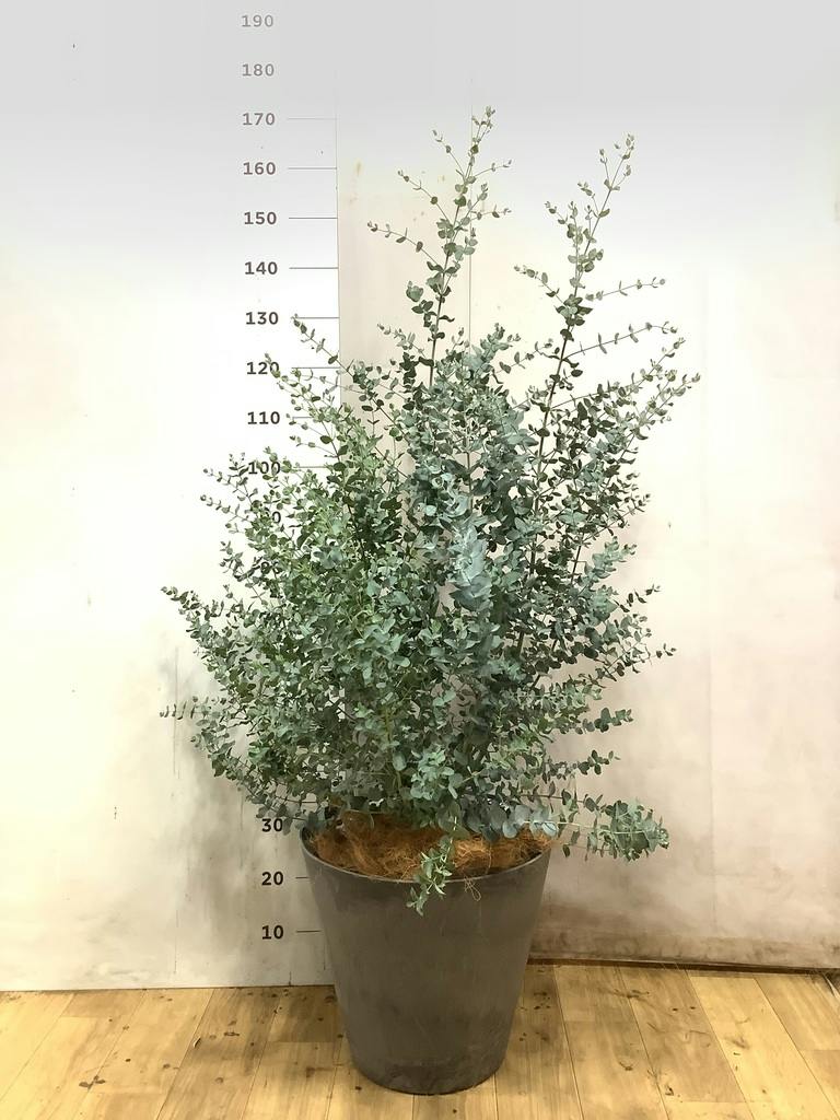 ユーカリ 10号 | 通販専門店 HitoHana（ひとはな）