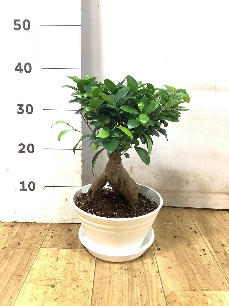 ガジュマル 7号 | 観葉植物通販HitoHana(ひとはな)
