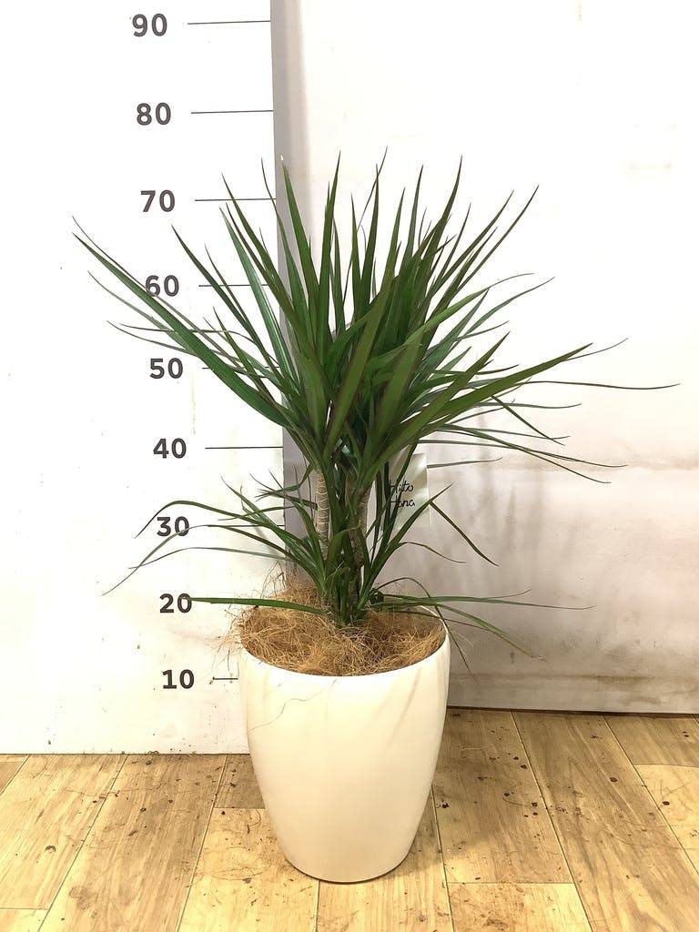 ドラセナ 6号 | 観葉植物の通販ならHitoHana（ひとはな）