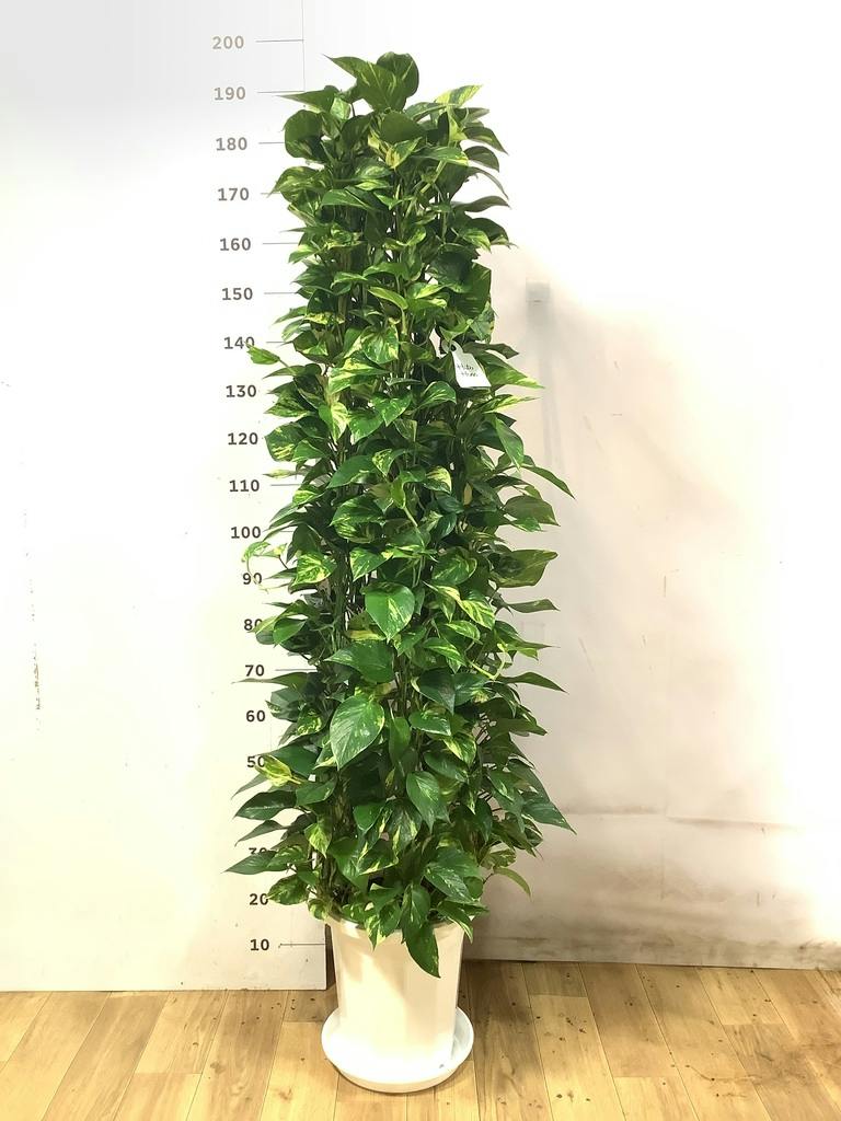 ポトス 大型 | 観葉植物通販HitoHana(ひとはな)