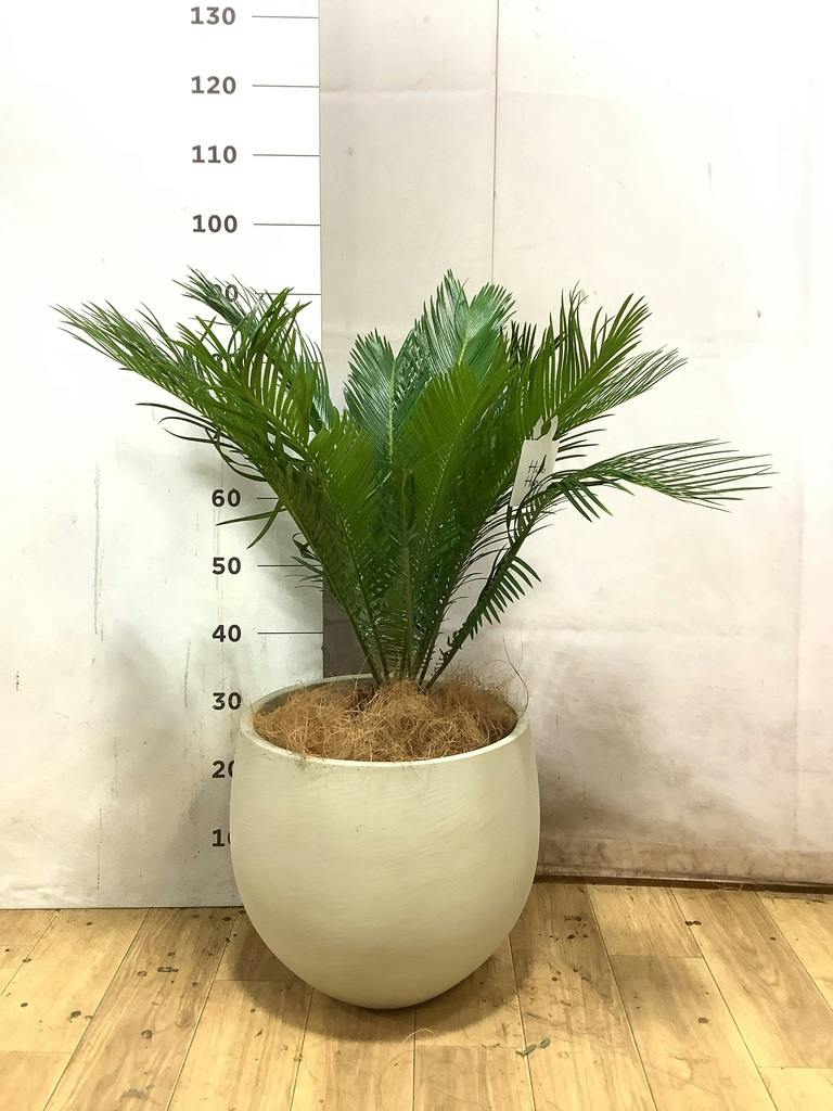ソテツ 3号 | 観葉植物通販HitoHana(ひとはな)