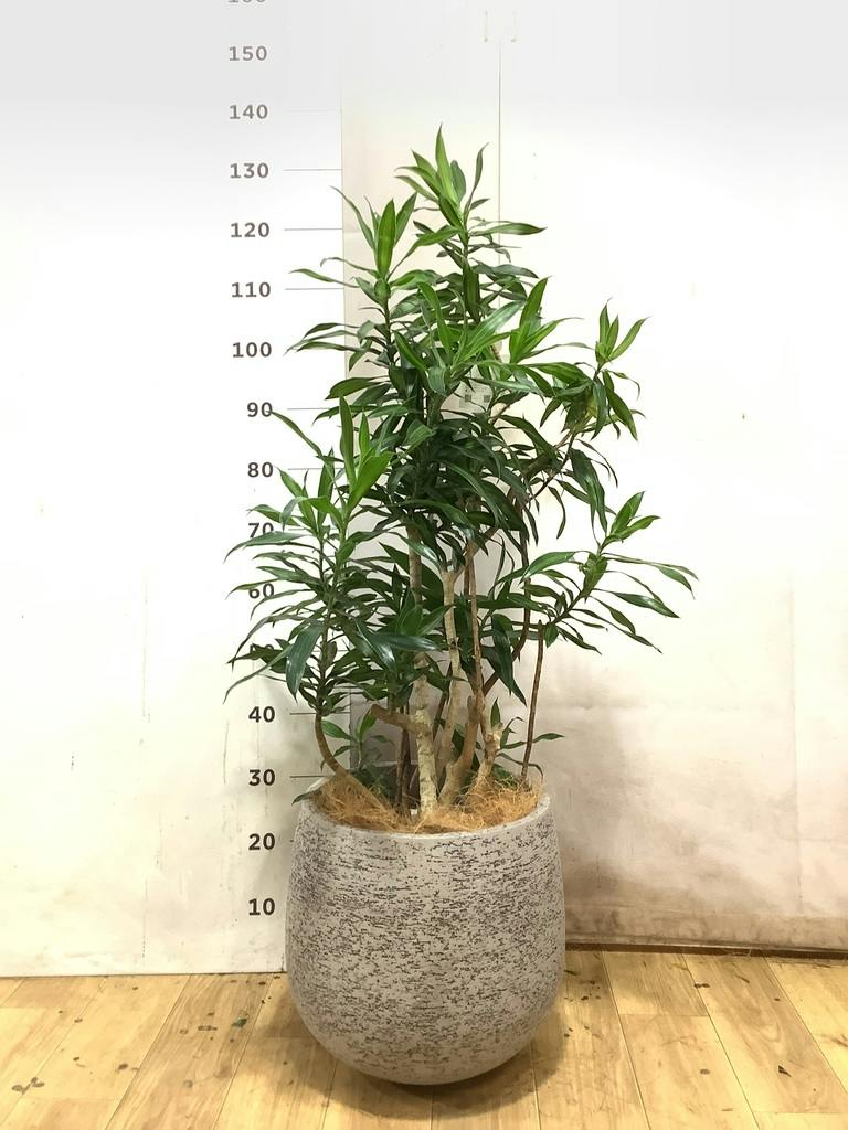 ドラセナ ソング オブ ジャマイカ 8号 | 観葉植物 | インテリアや