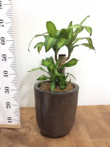 観葉植物 ドラセナ 幸福の木 6号 ノーマル ビトロ ウーヌム コッパー釉 付き