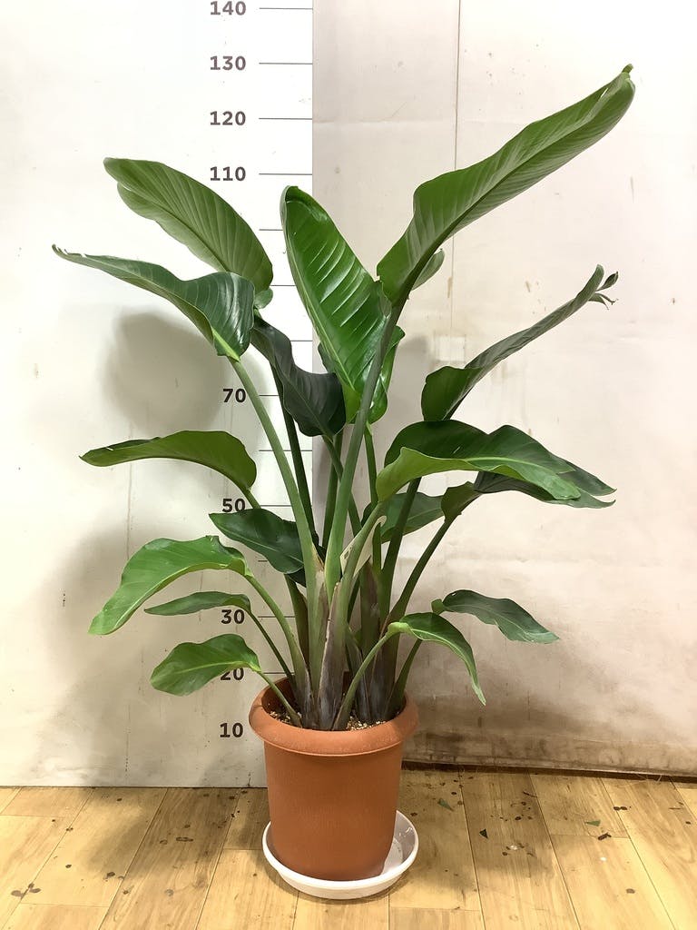 オーガスタ 大型 | 観葉植物の通販ならHitoHana