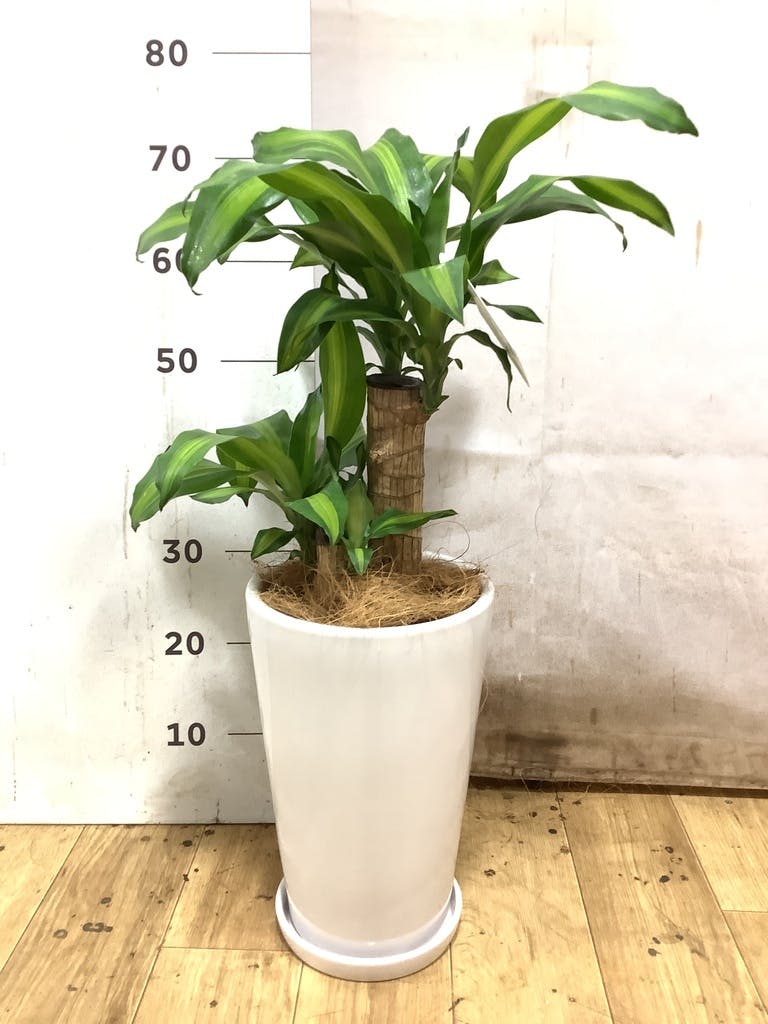 ドラセナ 6号 | 観葉植物の通販ならHitoHana（ひとはな）