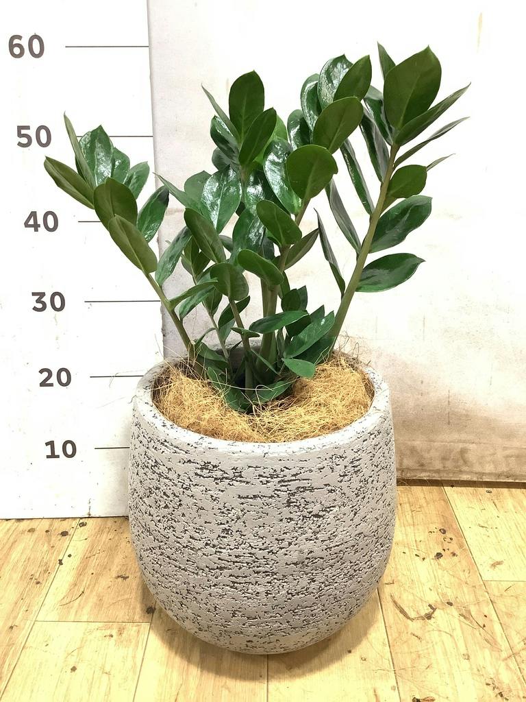 ザミオクルカス | 観葉植物の通販ならHitoHana（ひとはな）
