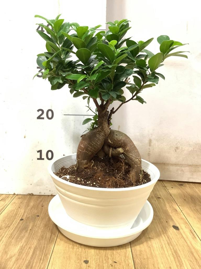 ガジュマル 7号 | 観葉植物通販HitoHana(ひとはな)