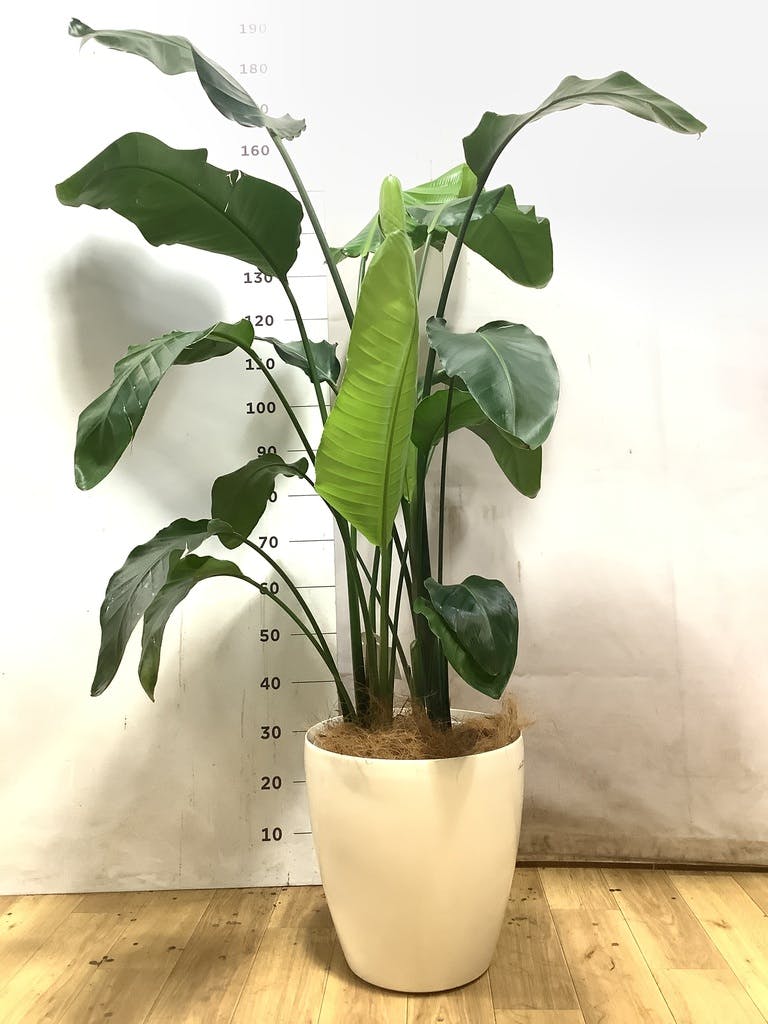 オーガスタ 大型 | 観葉植物の通販ならHitoHana