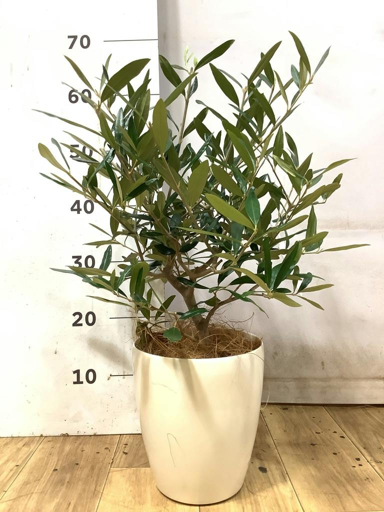 オリーブの木 5号 | 観葉植物の通販ならHitoHana（ひとはな）