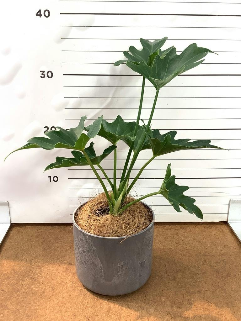 フィロデンドロン セローム ヒトデカズラ | HitoHana（ひとはな）