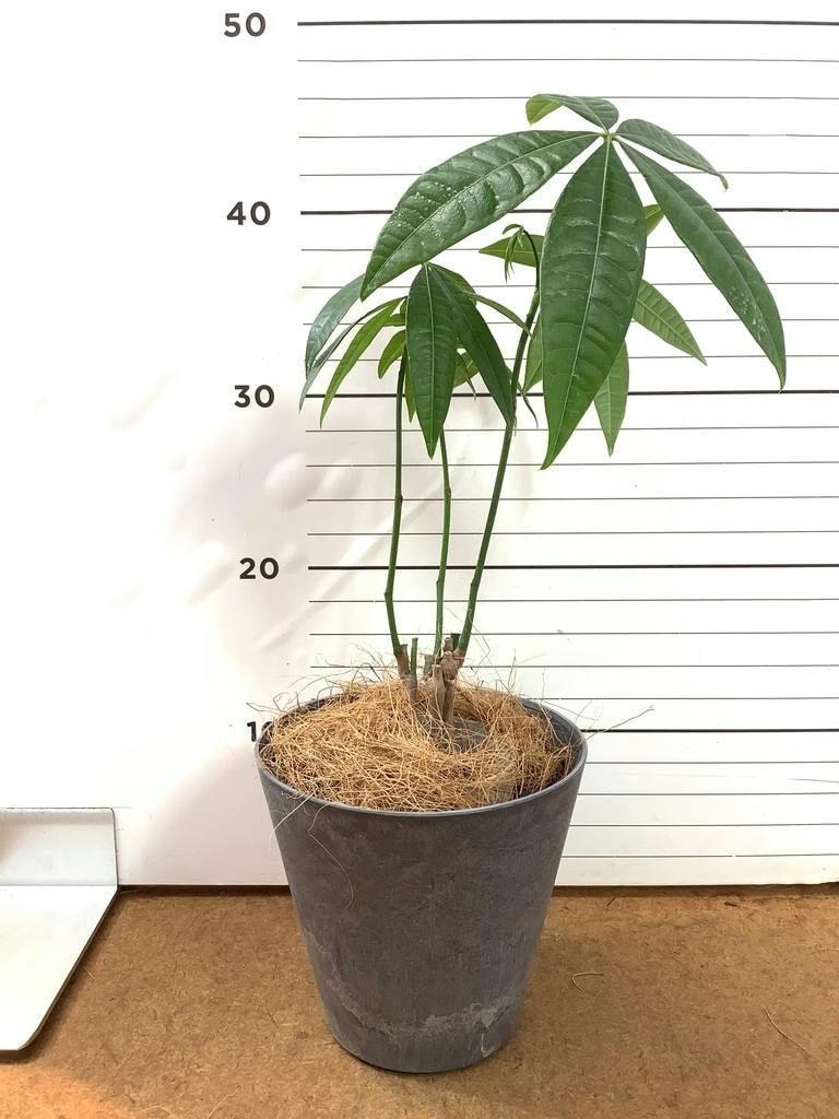 観葉植物 パキラ 3号 寄せ ルーツ 11 L ベージュ 付き | 観葉植物なら
