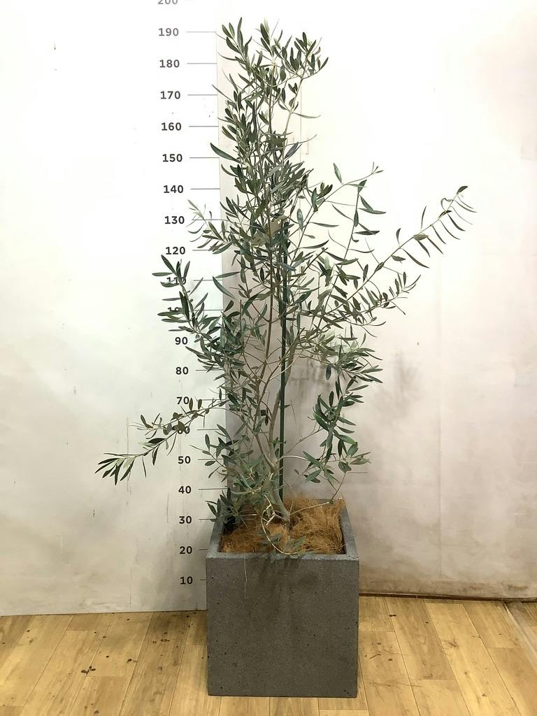 オリーブの木 シプレッシーノ 200cm❗ 大型10号 段仕立て 綺麗な葉色