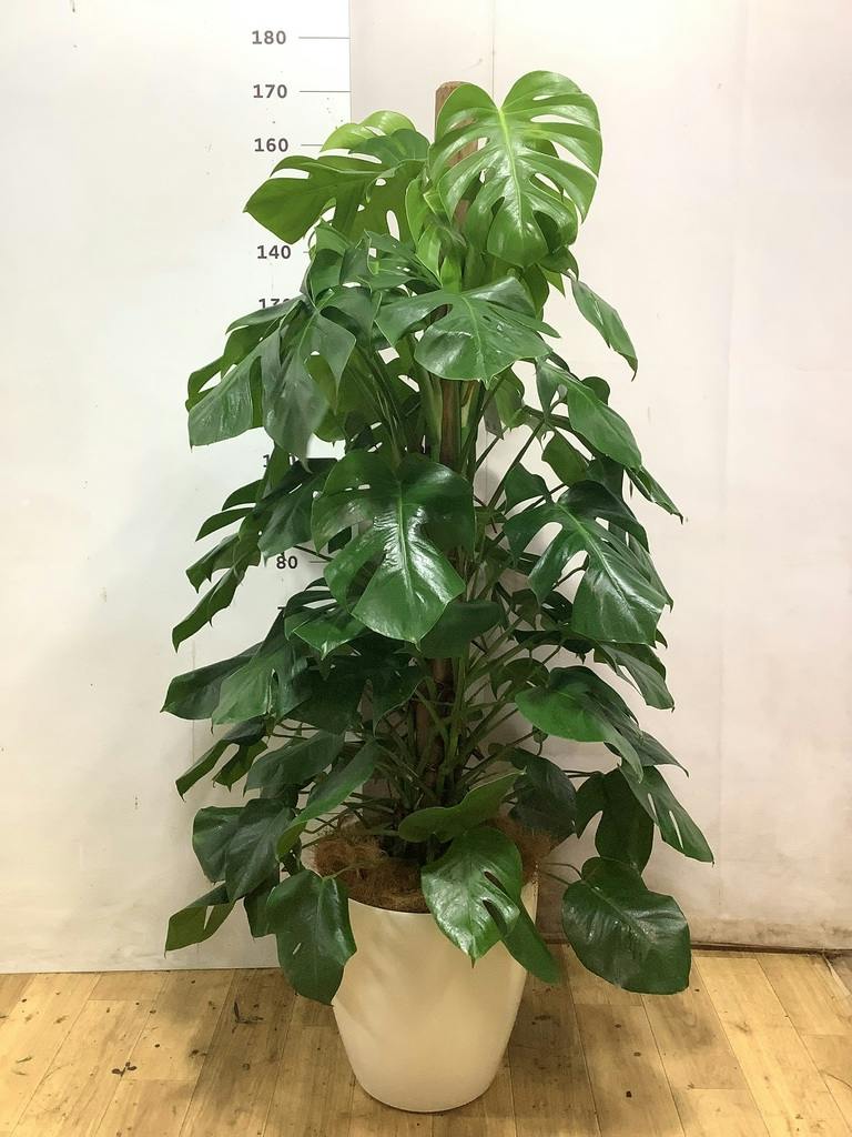 モンステラ 観葉植物　10号　※愛知まで取り来れる方限定 モンステラ 10号 | 観葉植物 | インテリアやギフトに - Hitohana（ひと