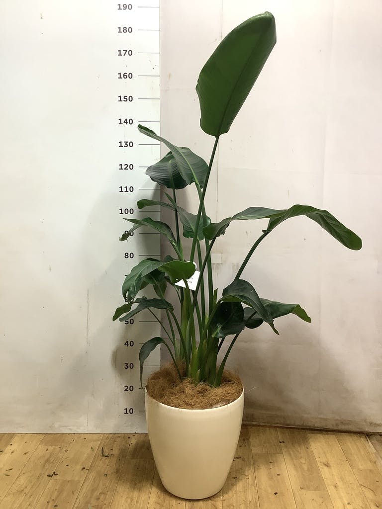 オーガスタ 大型 | 観葉植物の通販ならHitoHana