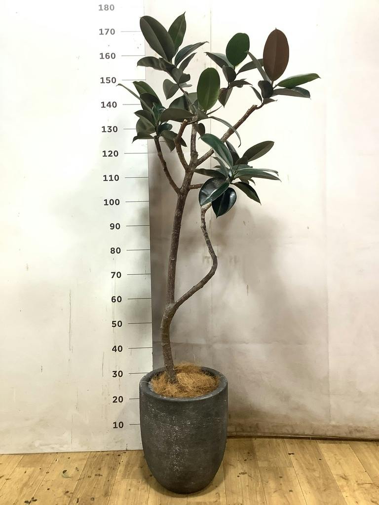 観葉植物 フィカス バーガンディ 8号 曲り エディラウンド グレイ 付き
