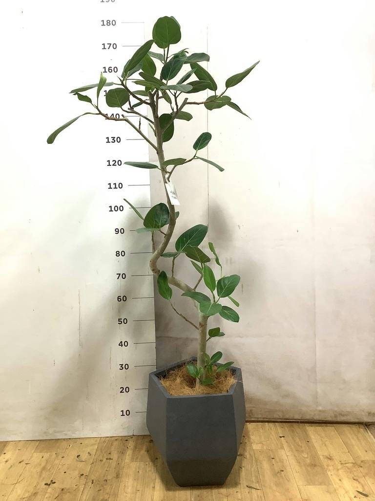 観葉植物 フィカス ベンガレンシス 8号 曲り プラスチック鉢 | 観葉