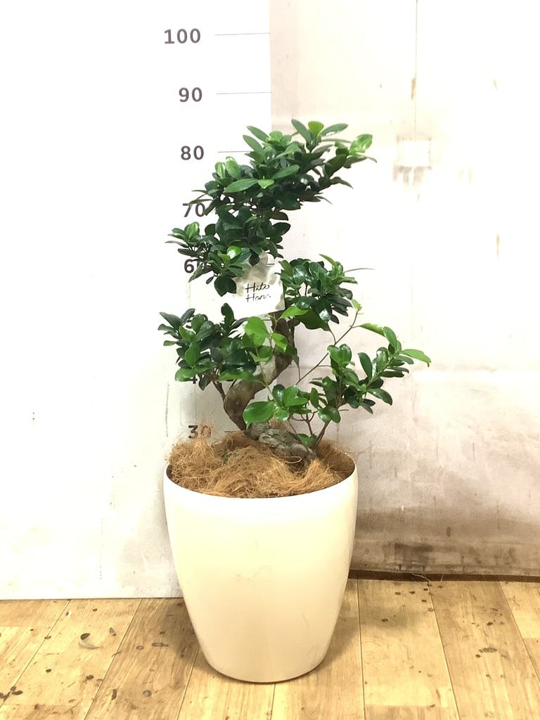 ガジュマル 8号 | 観葉植物通販HitoHana(ひとはな)