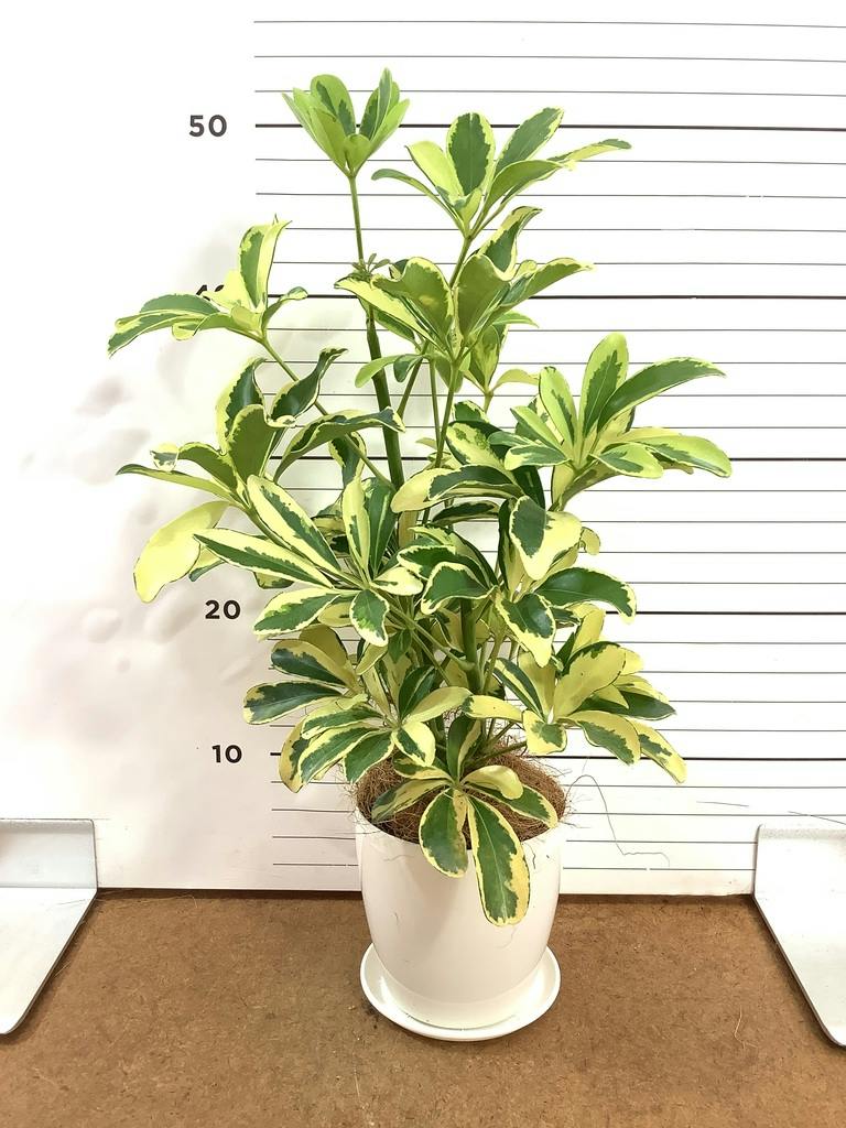 観葉植物 シェフレラ（カポック） 4号 斑入り ハンネ 16 R オレンジ