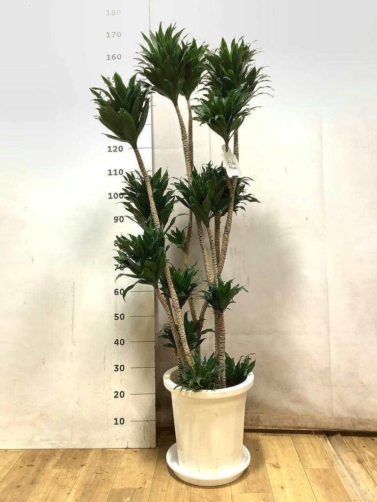 観葉植物 ドラセナ コンパクター 10号 プラスチック鉢 | 観葉植物なら