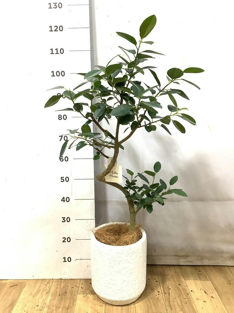 フランスゴムの木 7号 | 観葉植物通販HitoHana(ひとはな)
