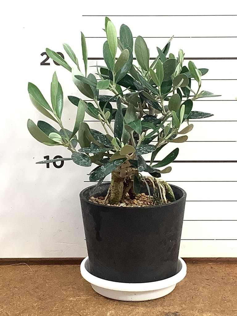 観葉植物 オリーブ 3号 創樹 盆栽仕立て | 観葉植物ならHitoHana(ひとはな)
