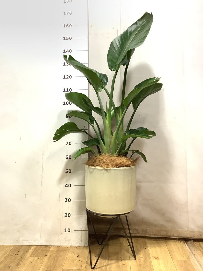 オーガスタ 大型 | 観葉植物の通販ならHitoHana