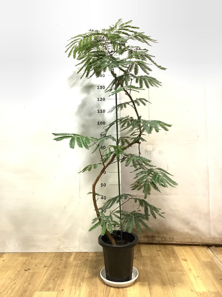エバーフレッシュ 8号 | 観葉植物 | インテリアやギフトに - Hitohana