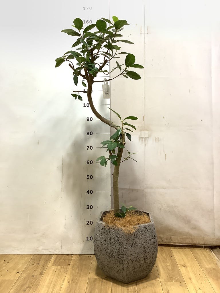 フランスゴムの木 8号 | 観葉植物 | 送料無料でお届け - Hitohana