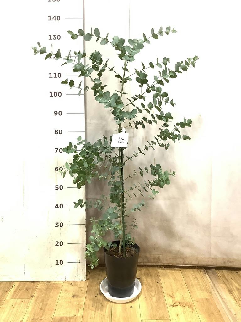 ユーカリ 7号 | 通販専門店 HitoHana（ひとはな）