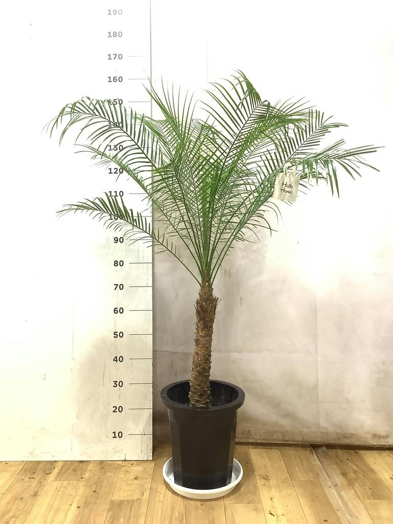 フェニックスロベレニー | 観葉植物の通販ならHitoHana（ひとはな）