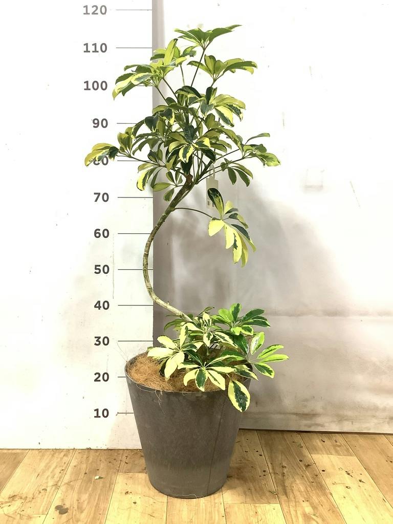 シェフレラ（カポック） 7号 | 観葉植物の通販ならHitoHana（ひとはな）