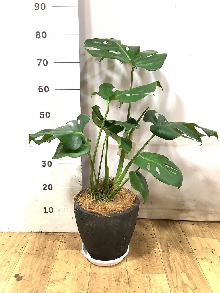 モンステラ 6号 | 観葉植物 | インテリアやギフトに - Hitohana（ひと