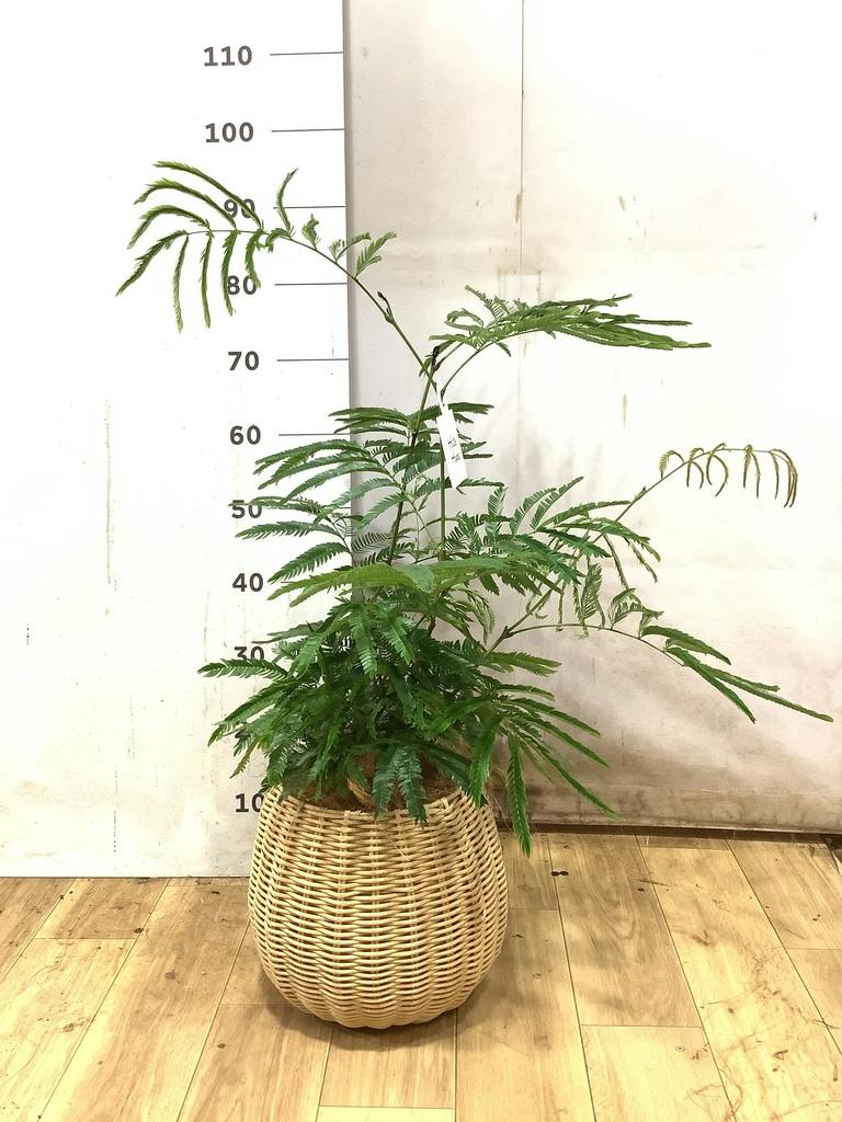 観葉植物 エバーフレッシュ 6号 プラスチック鉢 アイルエッグ