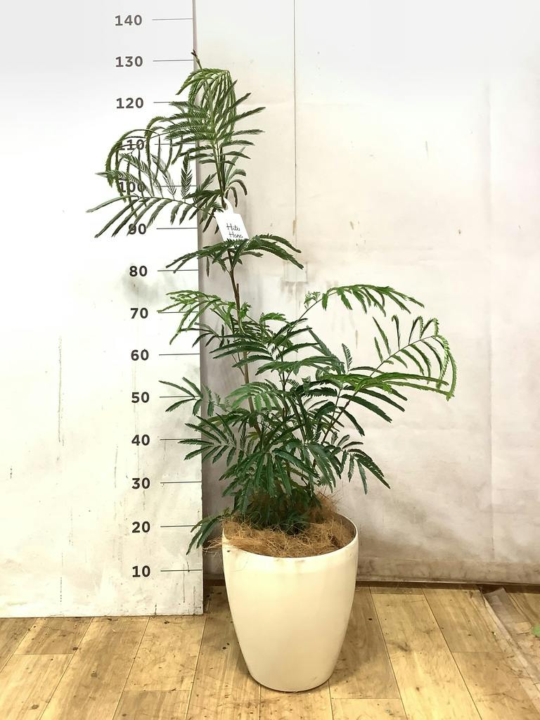 エバーフレッシュ 7号 | 観葉植物の通販ならHitoHana（ひとはな）