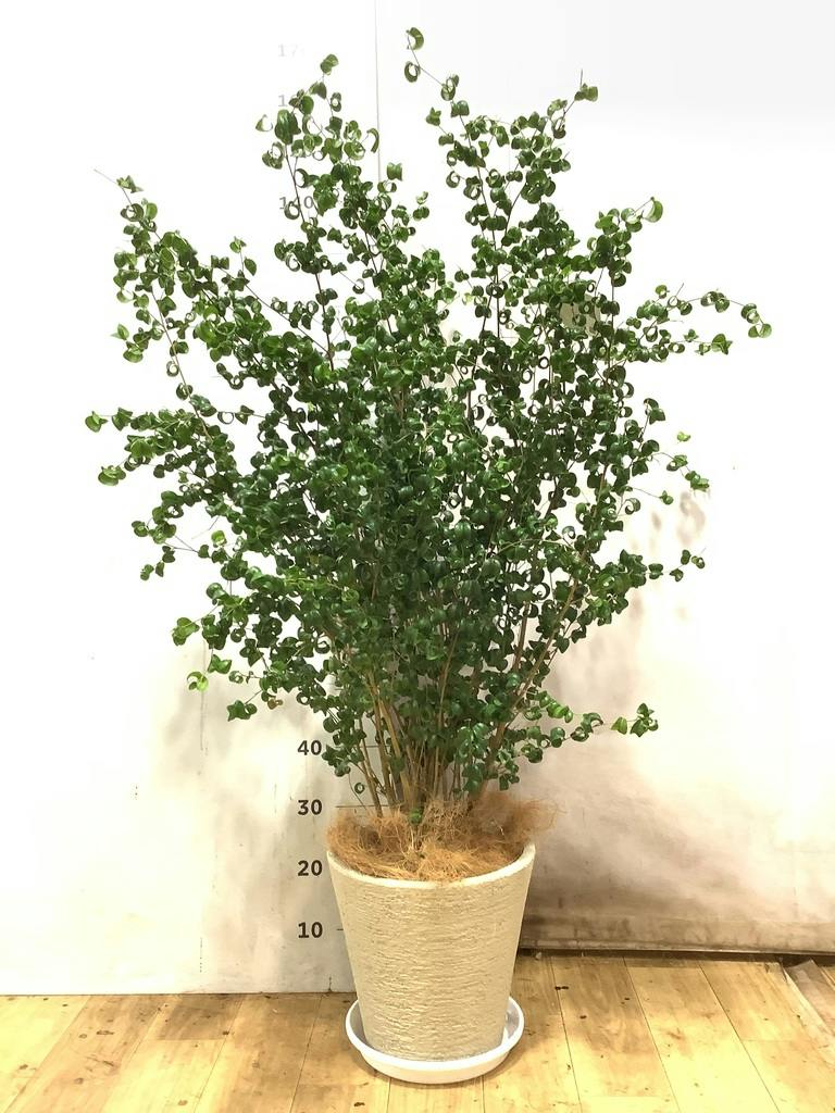 フィカス ベンジャミン 8号 | 観葉植物 | インテリアやギフトに