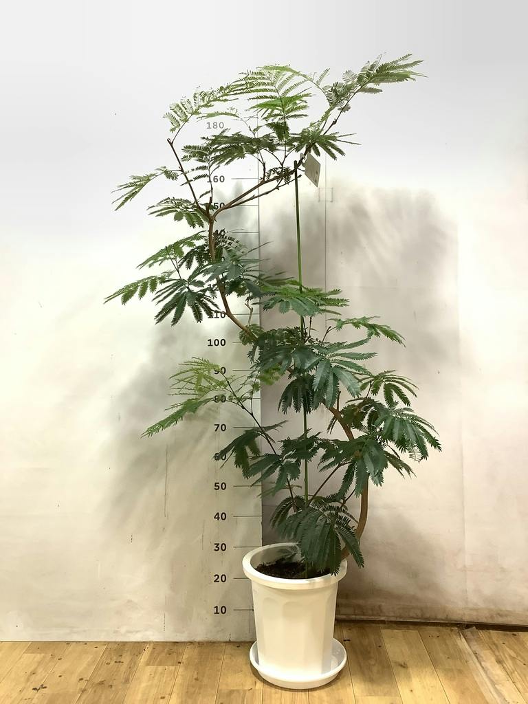 観葉植物 エバーフレッシュ 10号 曲り プラスチック鉢 | 観葉植物なら