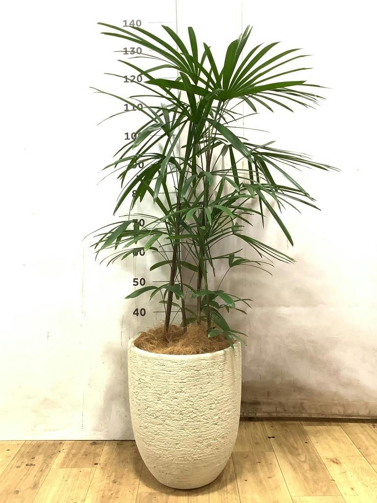 シュロチク 8号 | 観葉植物 | 送料無料でお届け - Hitohana（ひとはな）