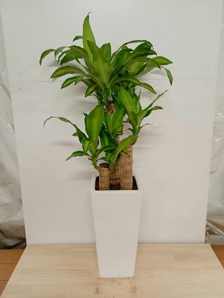 ドラセナ 7号 | 観葉植物の通販ならHitoHana（ひとはな）