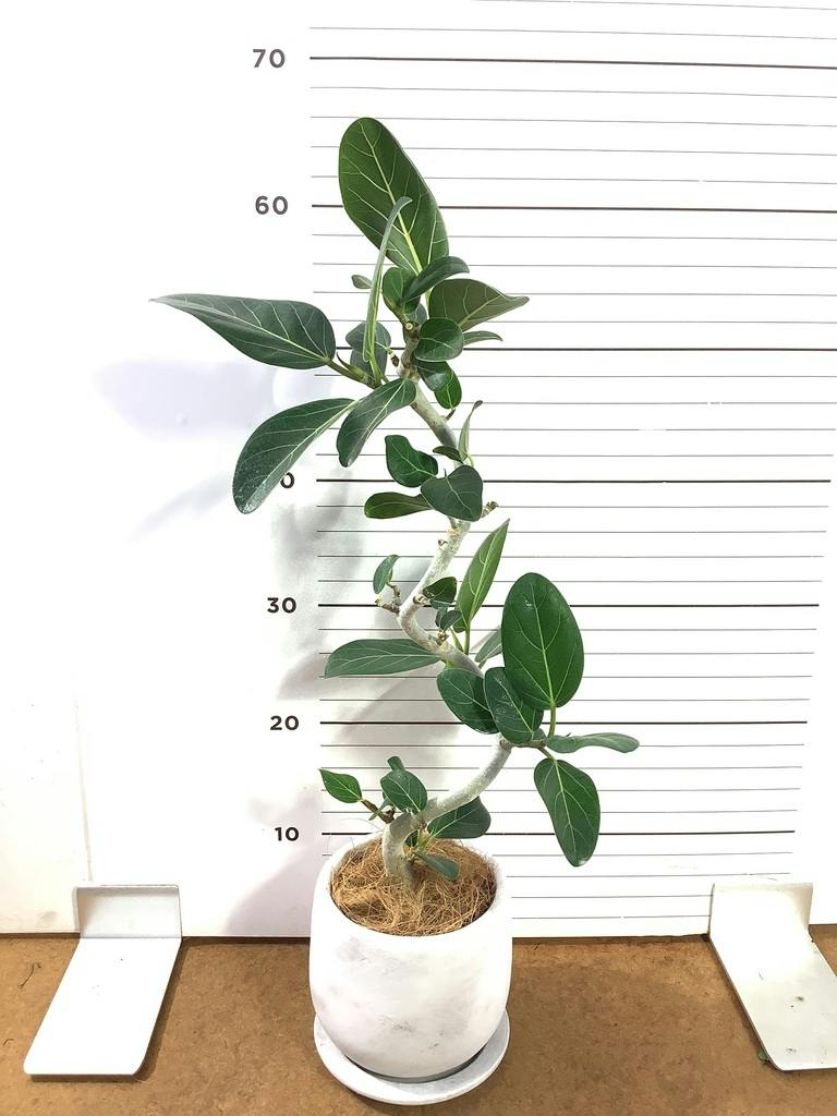 フィカス ベンガレンシス 4号 曲がり | 観葉植物通販 HitoHana（ひとはな）