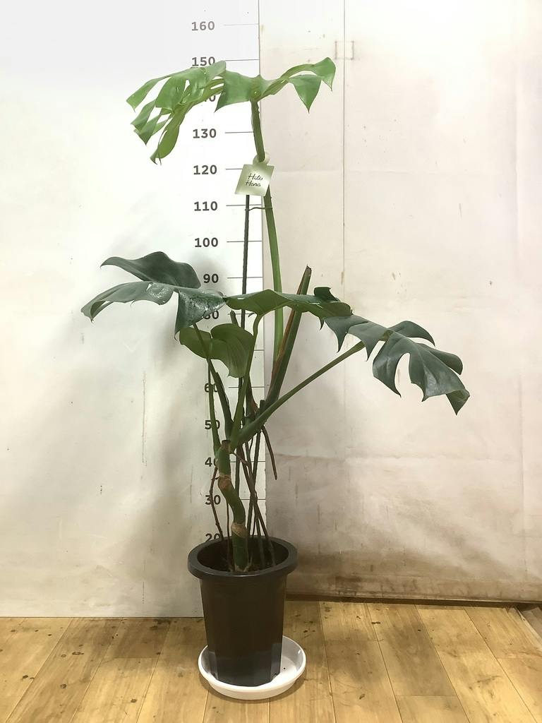 観葉植物 モンステラ 8号 根あがり プラスチック鉢 | 観葉植物なら
