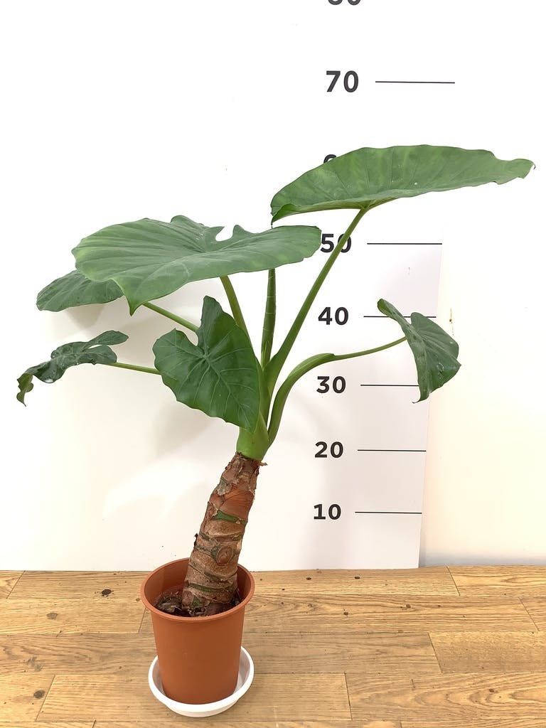 アロカシア 4号 | 観葉植物の通販ならHitoHana（ひとはな）