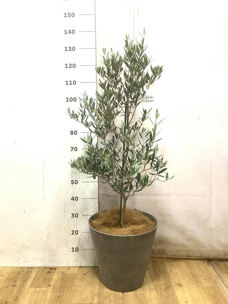 観葉植物 オリーブの木 8号 ピクアル バスク ミドル ホワイト 付き
