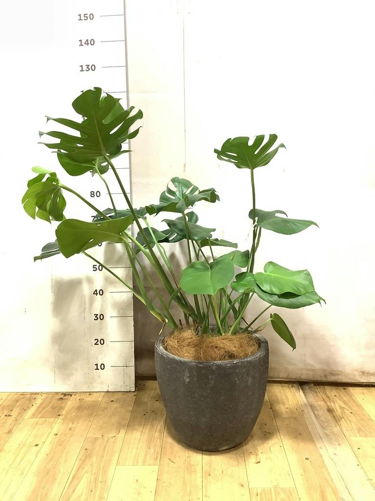 モンステラ 大型 | 観葉植物通販HitoHana(ひとはな)