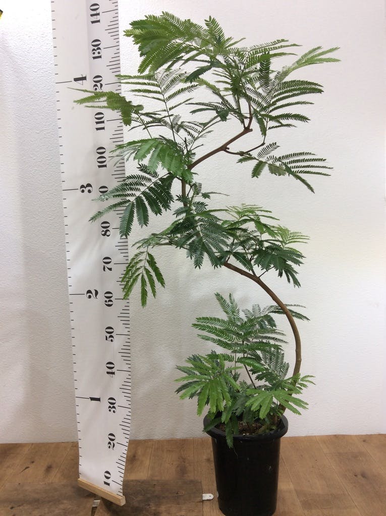 観葉植物 エバーフレッシュ 8号 曲り プラスチック鉢 | 観葉植物なら