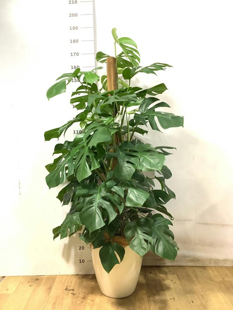 モンステラ 大型 | 観葉植物通販HitoHana(ひとはな)