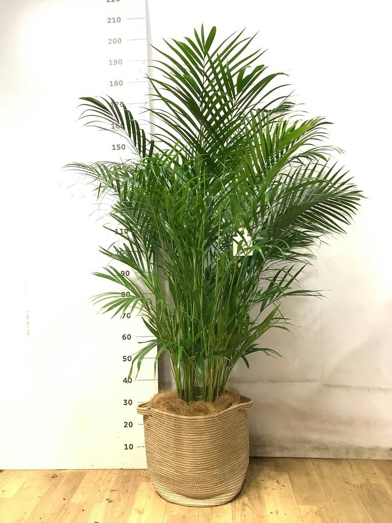 アレカヤシ 10号 | 観葉植物 | インテリアやギフトに - Hitohana（ひと