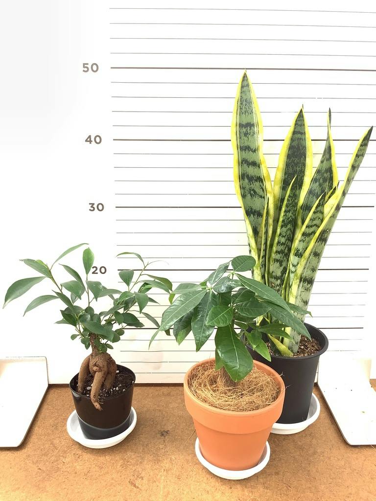 パキラ 8号 | 観葉植物の通販ならHitoHana（ひとはな）
